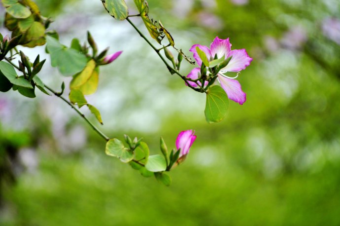 静待花开