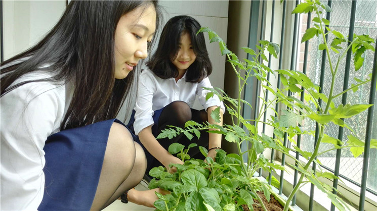 种菜记